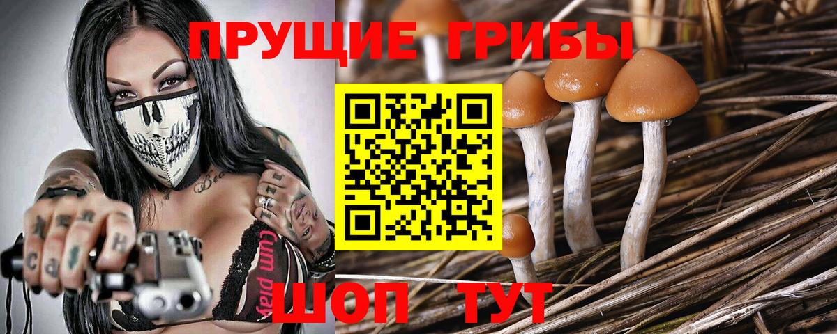 Галлюциногенные грибы Psilocybe Барабинск